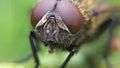 File:Pollenia spec - bubble blowing.ogv