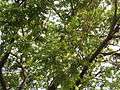 Albizia saman (Raintree) (17).jpg