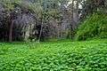 Alsos Akadimias Forest National Park in the heart of Nicosia Republic of Cyprus 2014.jpg