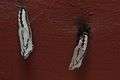 Chrysalis (pupae) of Tawny Coster (হরিনছড়া) ((Acraea terpsicore)) WLB DSC 0012.jpg
