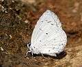 Common Hedge Blue Acytolepis puspa. DSCF2112 (11). At Matheran. Dist. Raigarh, Maharashtra, India..JPG