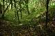 A grassy ditch and bank shaded by mostly small trees