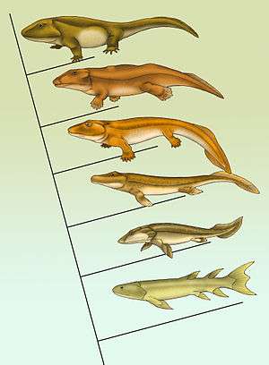 Sown here is a cladogram of the best known transitional fossils. From bottom to top: Eusthenopteron, Panderichthys, Tiktaalik, Acanthostega, Ichthyostega, Pederpes.