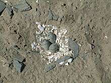 Three eggs, bluish with black speckling, sit atop a layer of white mollusc shells pieces, surrounded by sandy ground and small bits of bluish stone.