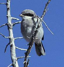 A small, gray bird perches on a branch amongst other branches with blue sky behind.