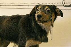 A dog in a pavlovian study.