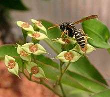 P. gallicus visiting Euphorbia genoudiana
