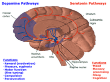 In this drawing of the brain, the serotonergic system is red and the mesolimbic dopamine pathway is blue. There is one collection of serotonergic neurons in the upper brainstem that sends axons upwards to the whole cerebrum, and one collection next to the cerebellum that sends axons downward to the spinal cord. Slightly forward the upper serotonergic neurons is the ventral tegmental area (VTA), which contains dopaminergic neurons. These neurons' axons then connect to the nucleus accumbens, hippocampus and the frontal cortex. Over the VTA is another collection of dopaminergic cells, the substansia nigra, which send axons to the striatum.