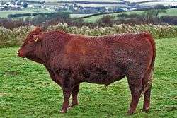 A devon bull