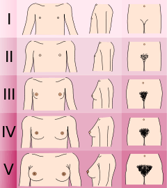 Tanner scale-female.svg