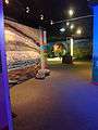 The Gustavo Orcés Natural History Museum is on the campus of The National Polytechnic School in Quito, Ecuador..JPG