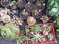 USF Botanical Garden1.JPG