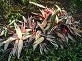 USF Botanical Garden4.JPG
