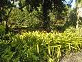 USF Botanical Garden5.JPG