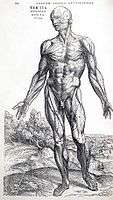 Vesalius Fabrica p178.jpg